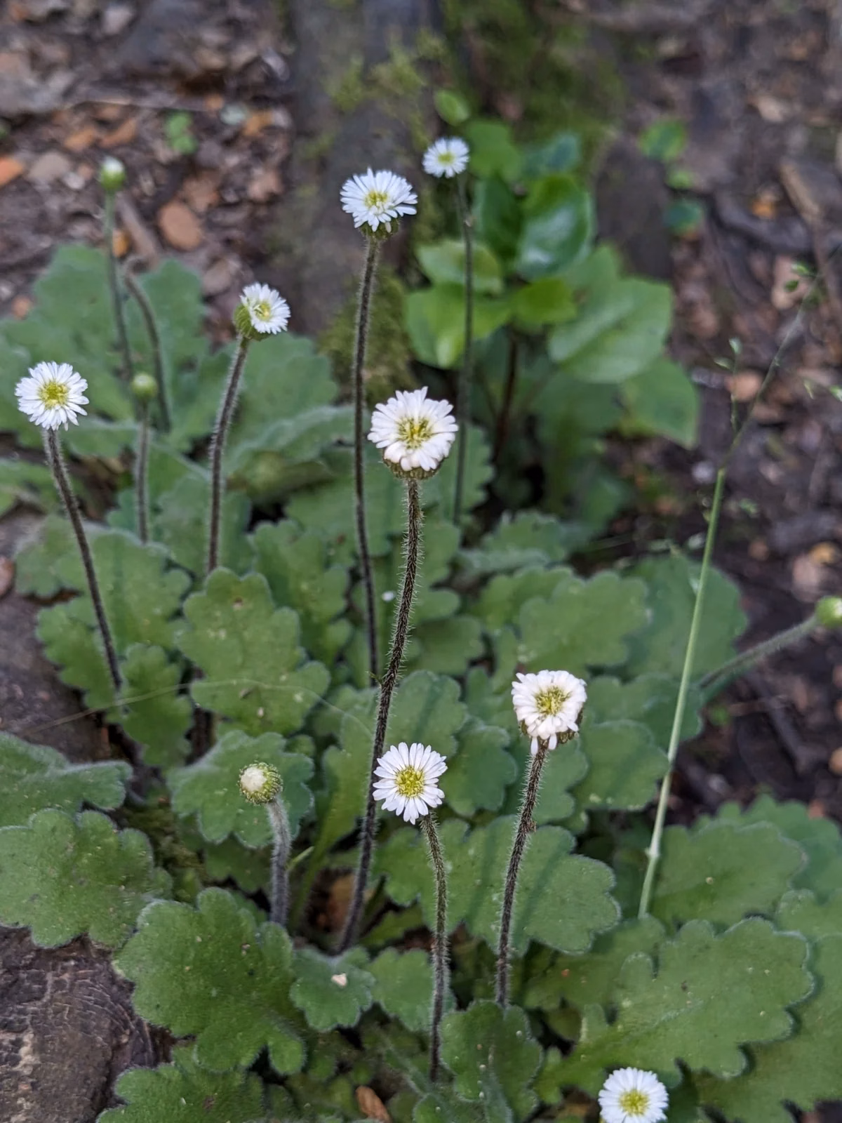 Lagenophora Pinnatifida Native Plant (Lagenophora pinnatifida)