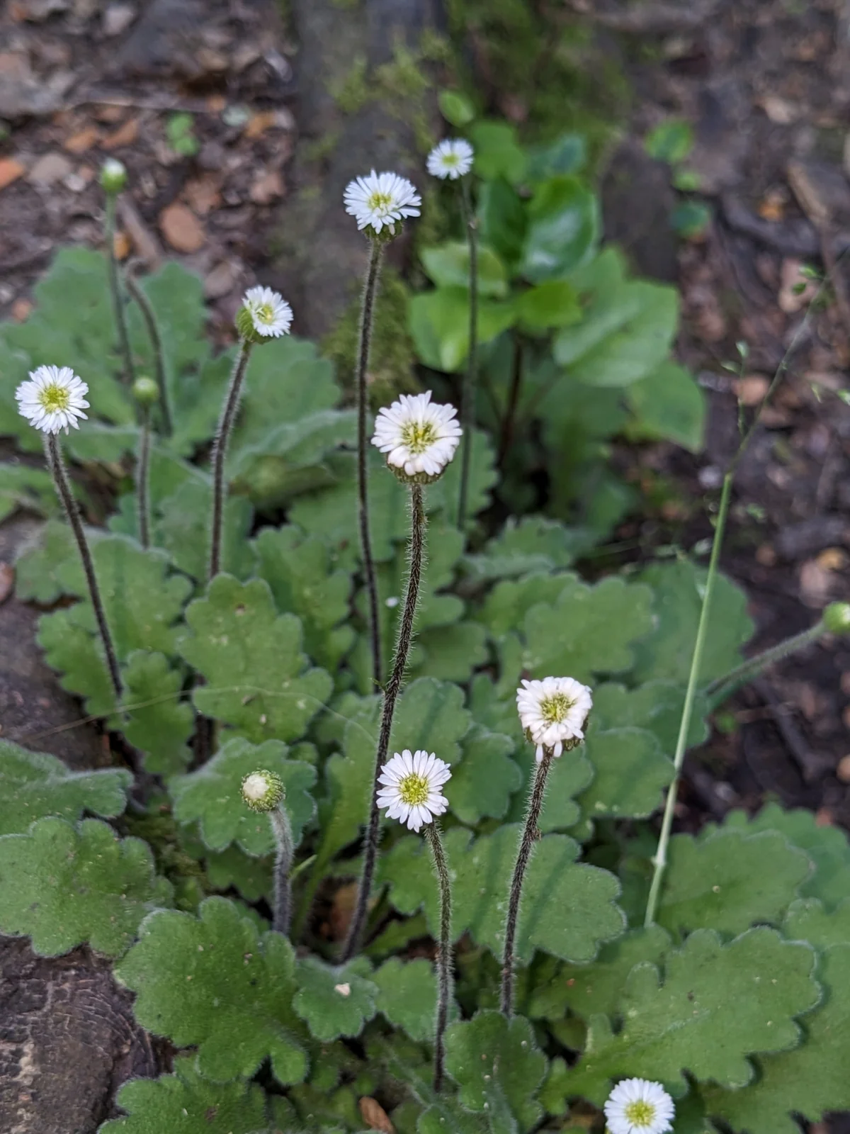 Lagenophora Pinnatifida Native Plant (Lagenophora pinnatifida)
