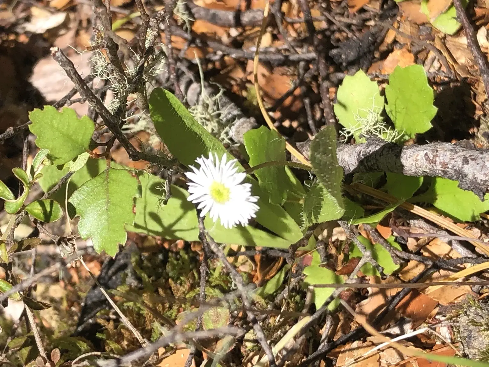 Lagenophora Pumila Native Plant (Lagenophora pumila)