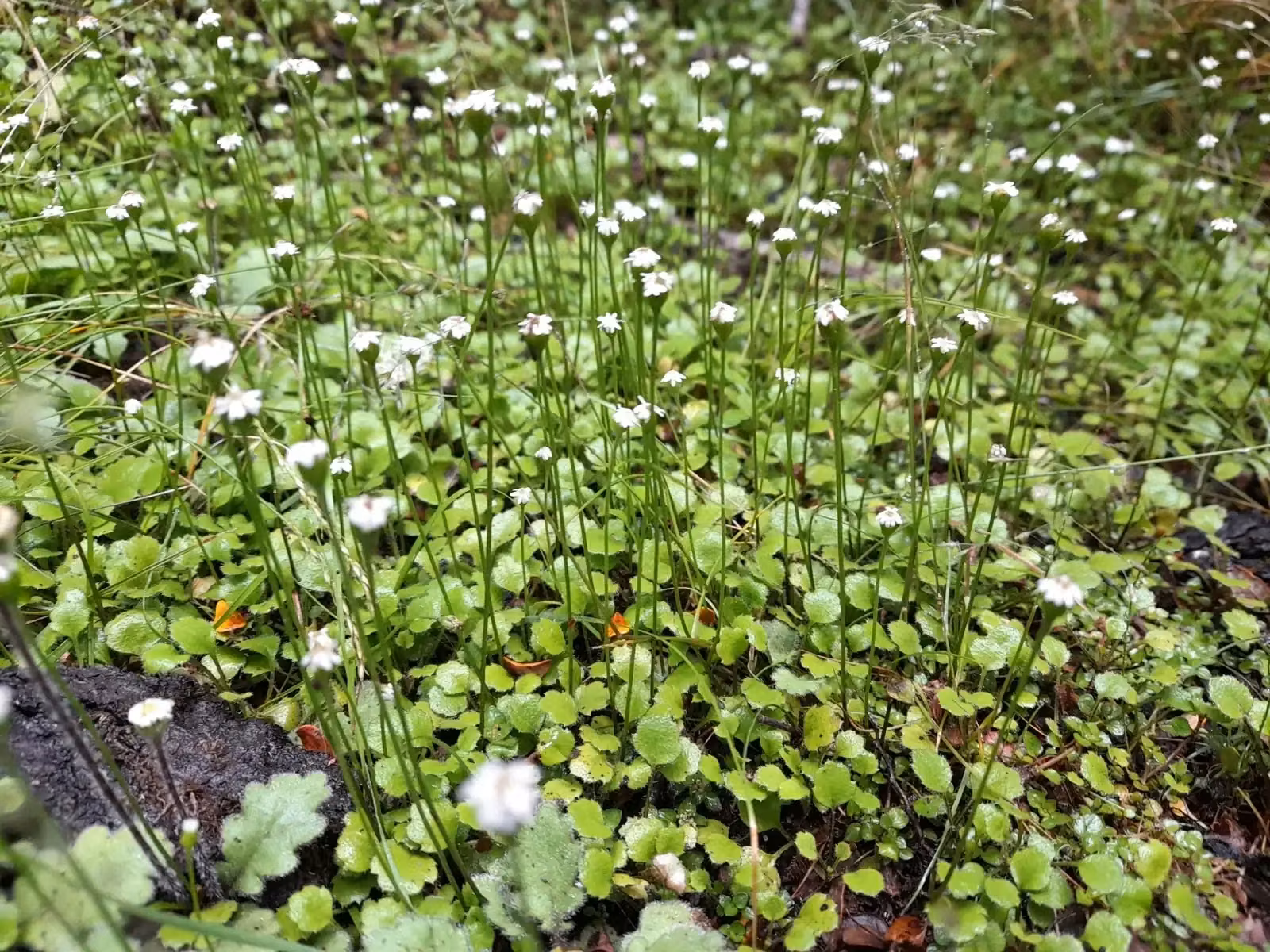 Lagenophora Strangulata Native Plant (Lagenophora strangulata)