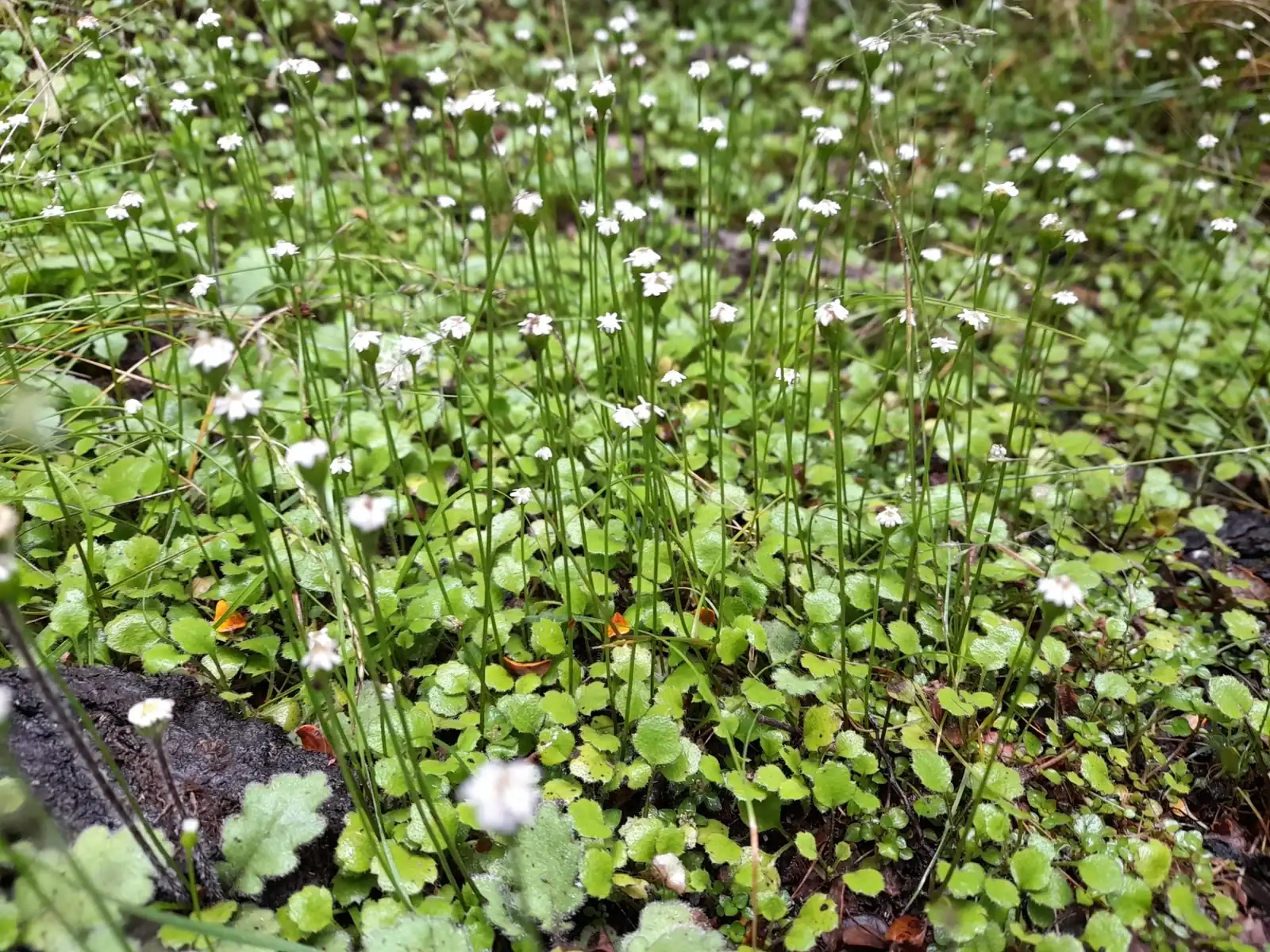 Lagenophora Strangulata Native Plant (Lagenophora strangulata)