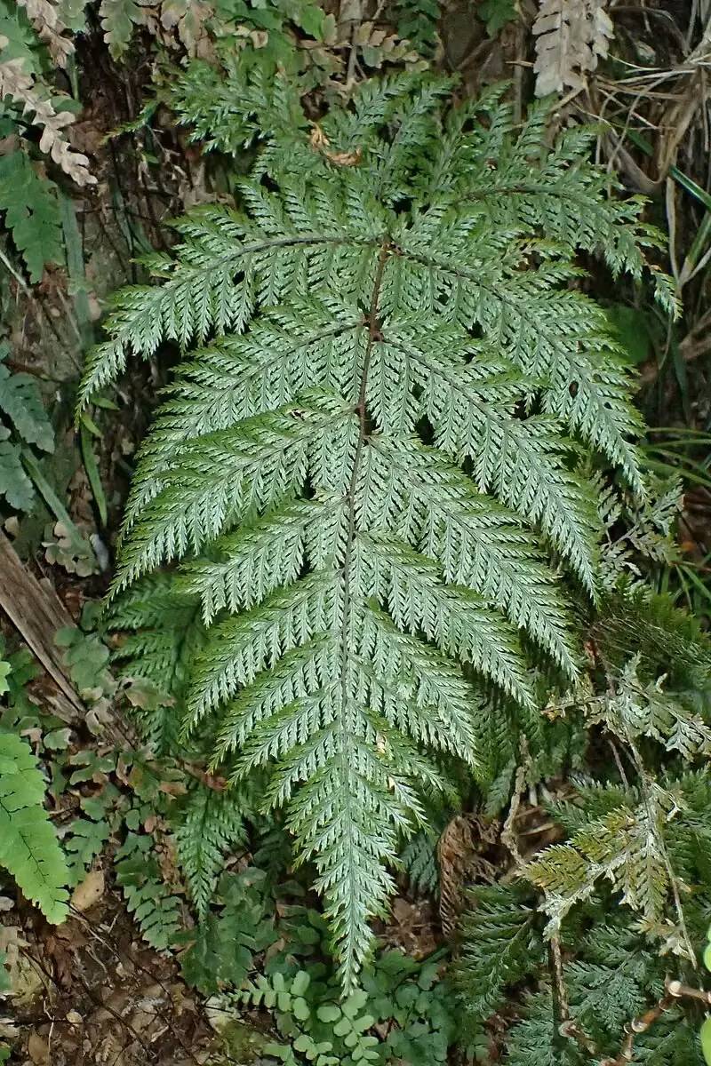 Hairy Fern (Lastreopsis hispida)