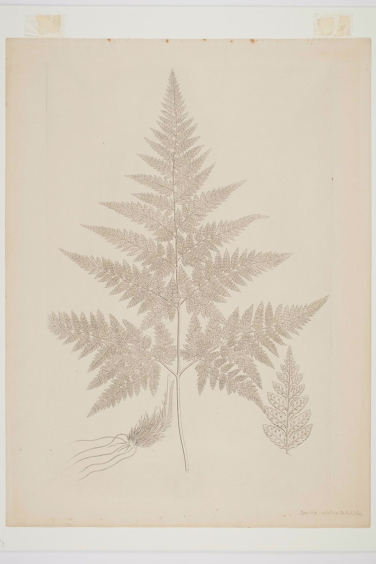 Lastreopsis velutina (Lastreopsis velutina)