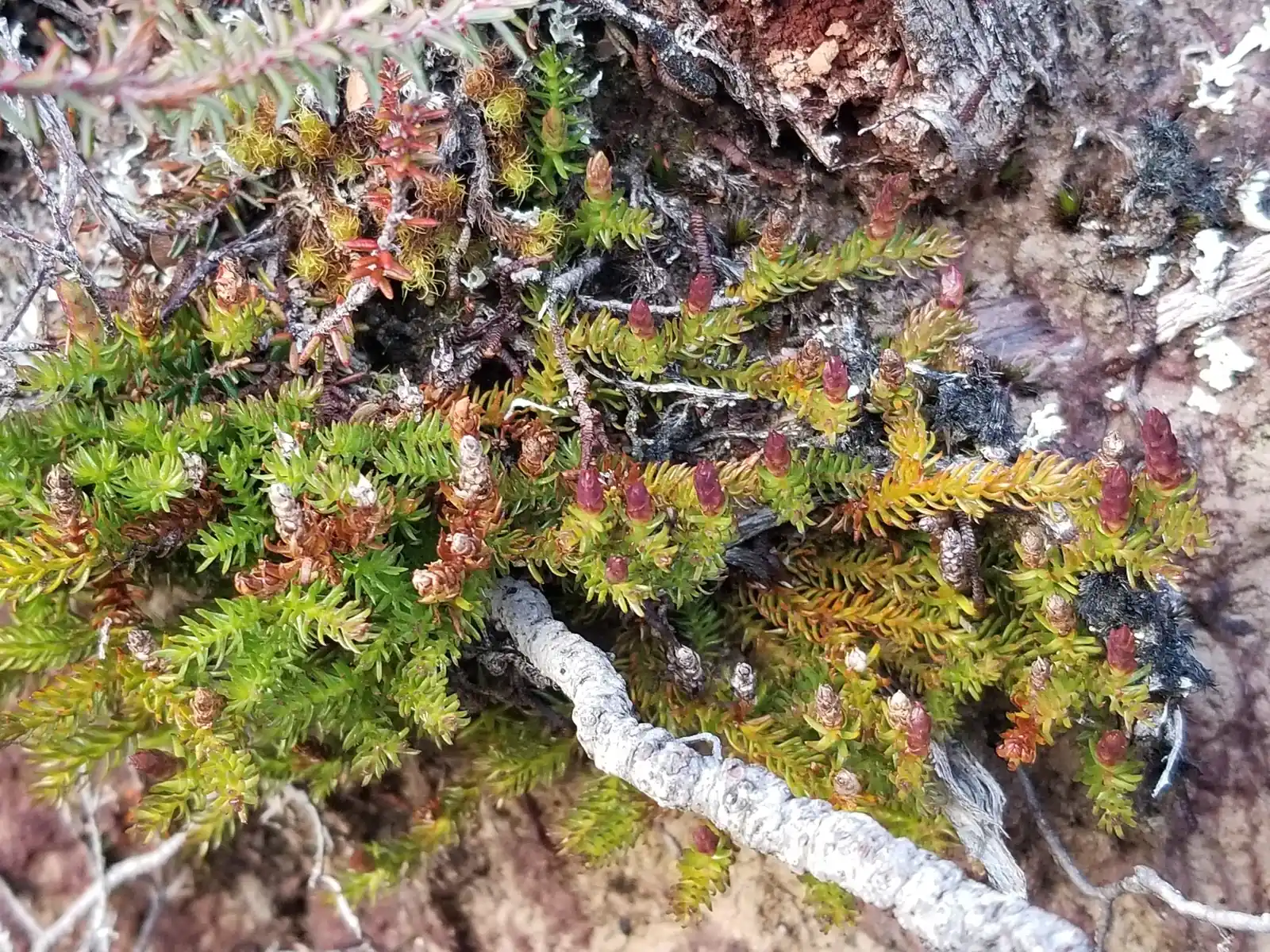 Lateristachys Diffusa Native Plant (Lateristachys diffusa)