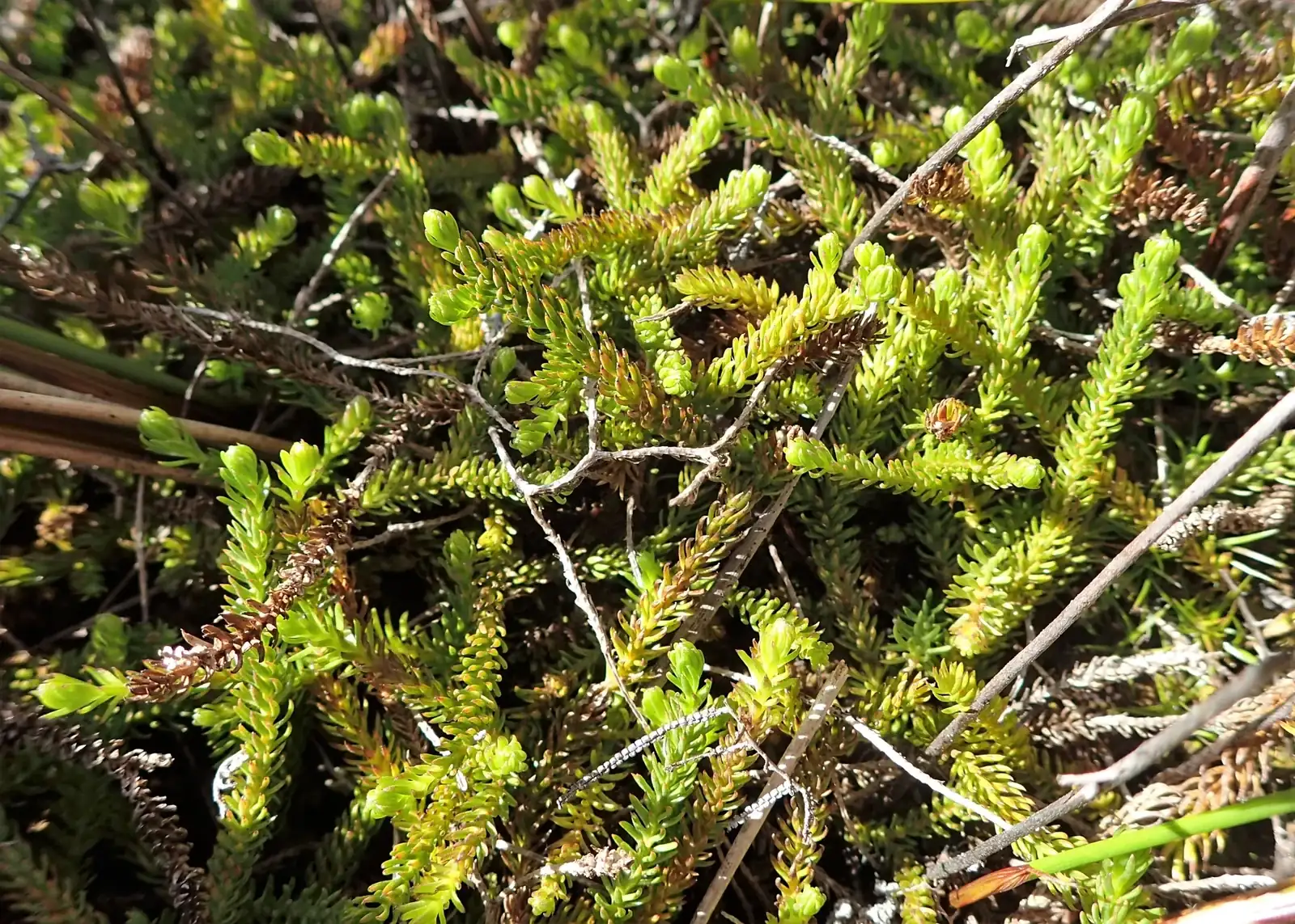 Lateristachys Lateralis Native Plant (Lateristachys lateralis)