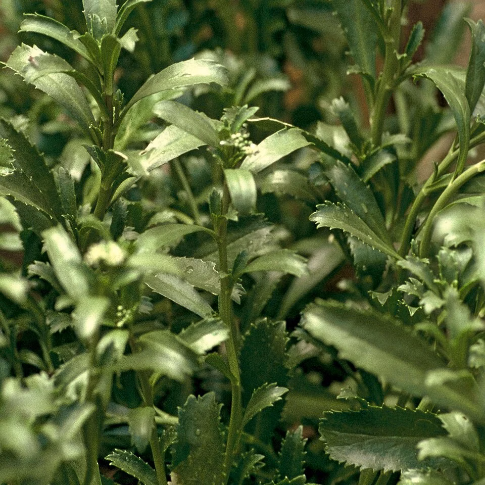 Coastal Peppercress (Lepidium banksii)