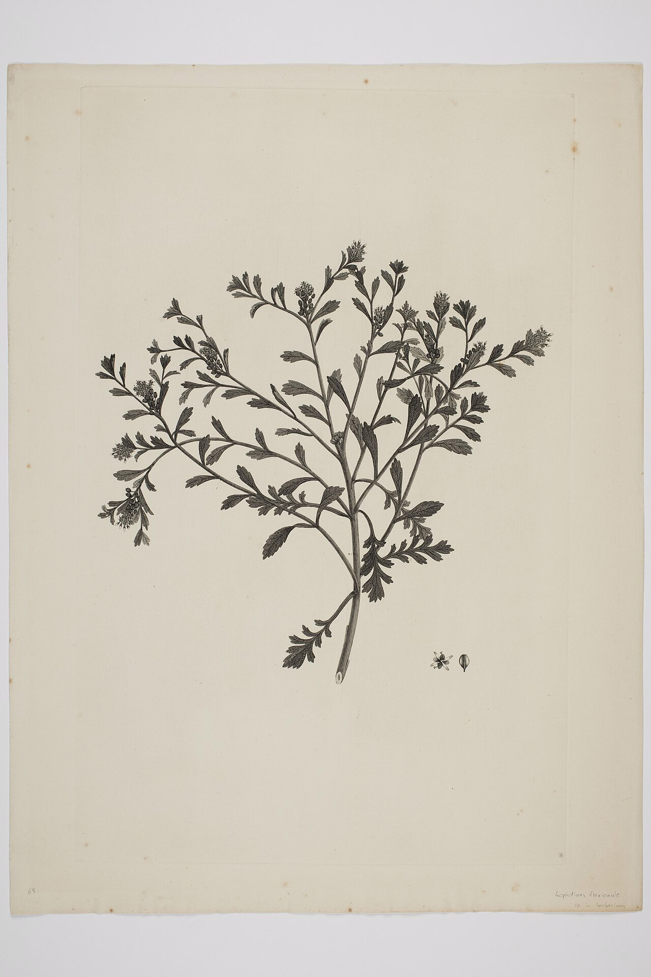 Lepidium flexicaule (Lepidium flexicaule) hero image