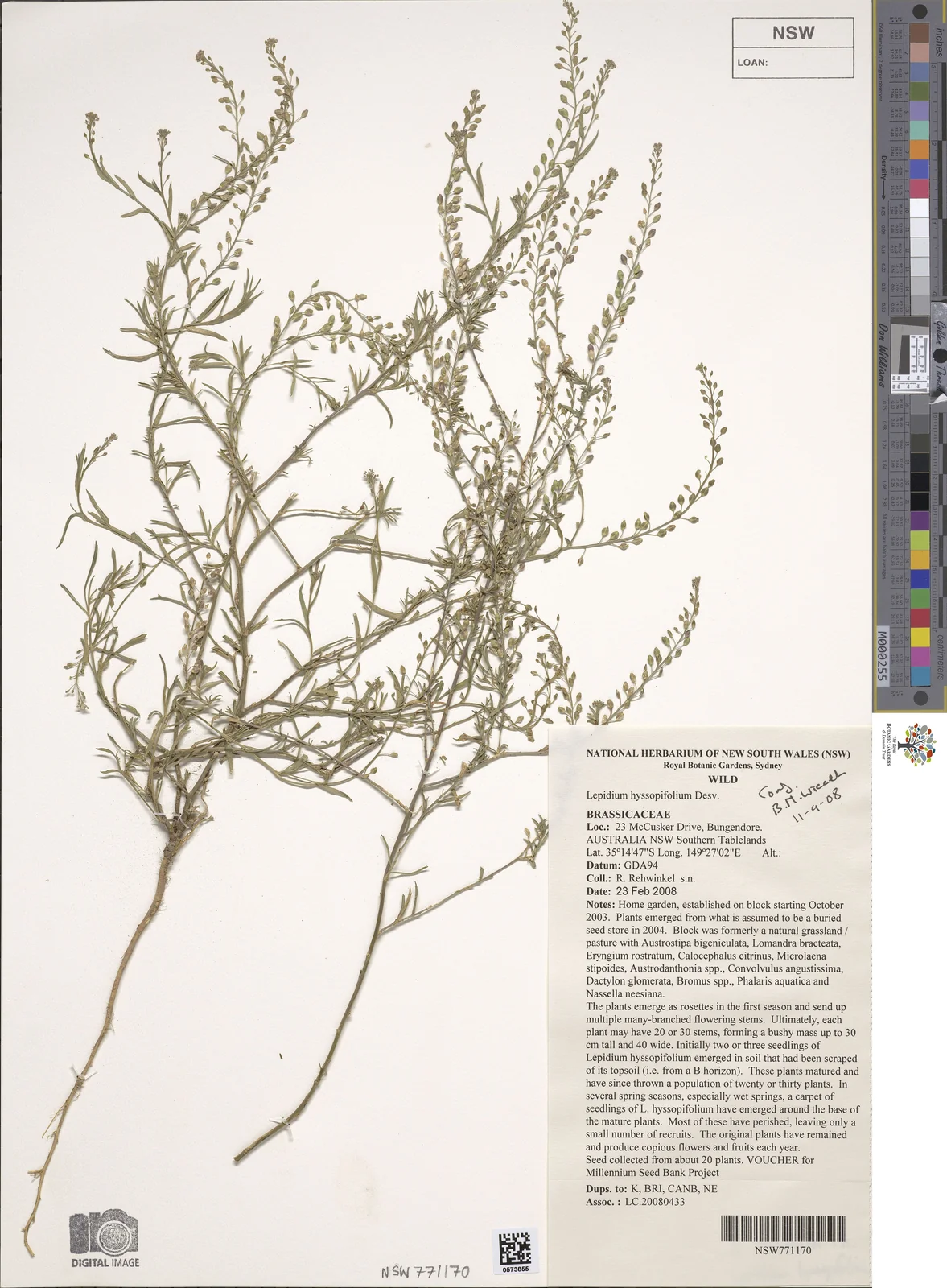 Lepidium Hyssopifolium Native Plant (Lepidium hyssopifolium)