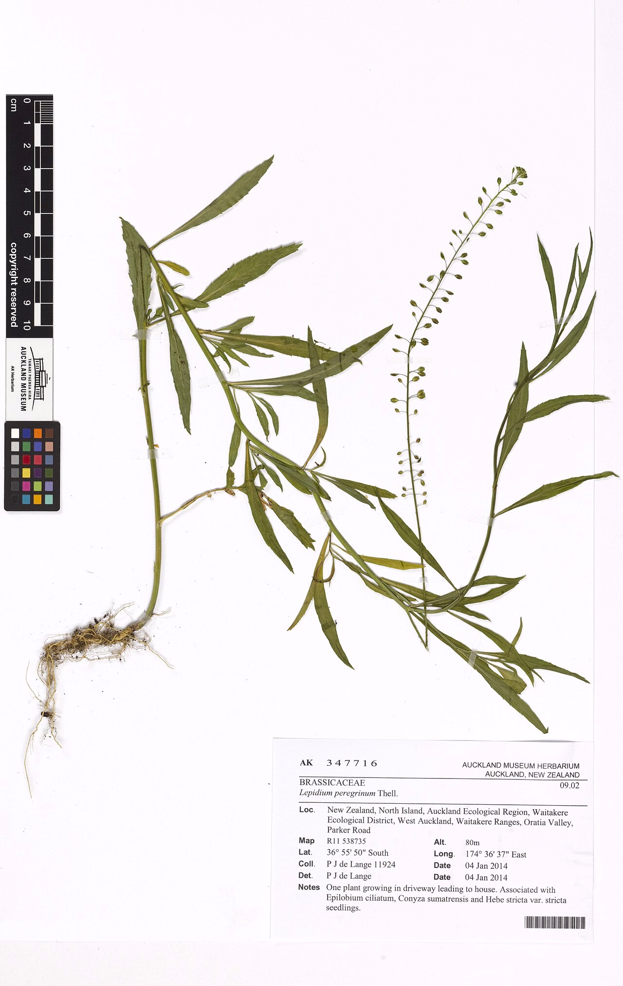 Lepidium peregrinum (Lepidium peregrinum)