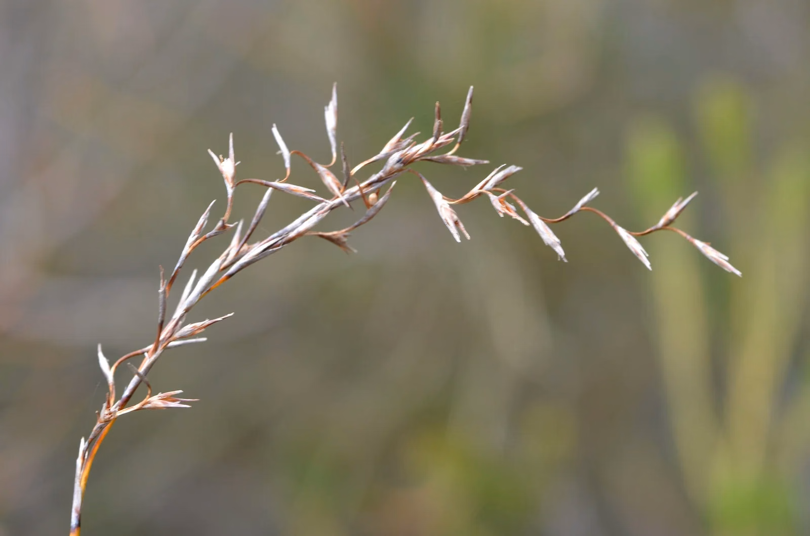 Lepidosperma Filiforme Native Plant (Lepidosperma filiforme)
