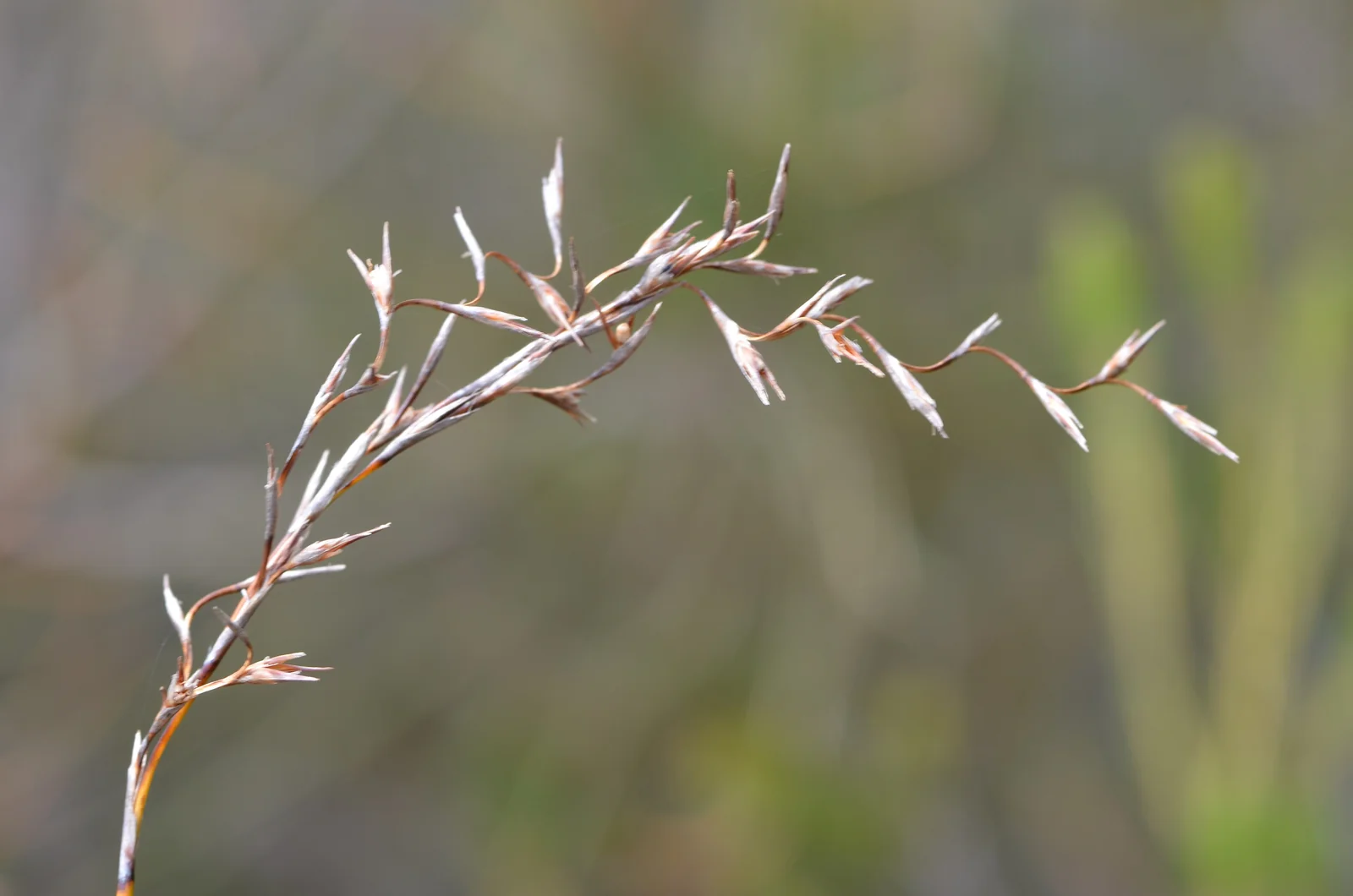 Lepidosperma Filiforme Native Plant (Lepidosperma filiforme)