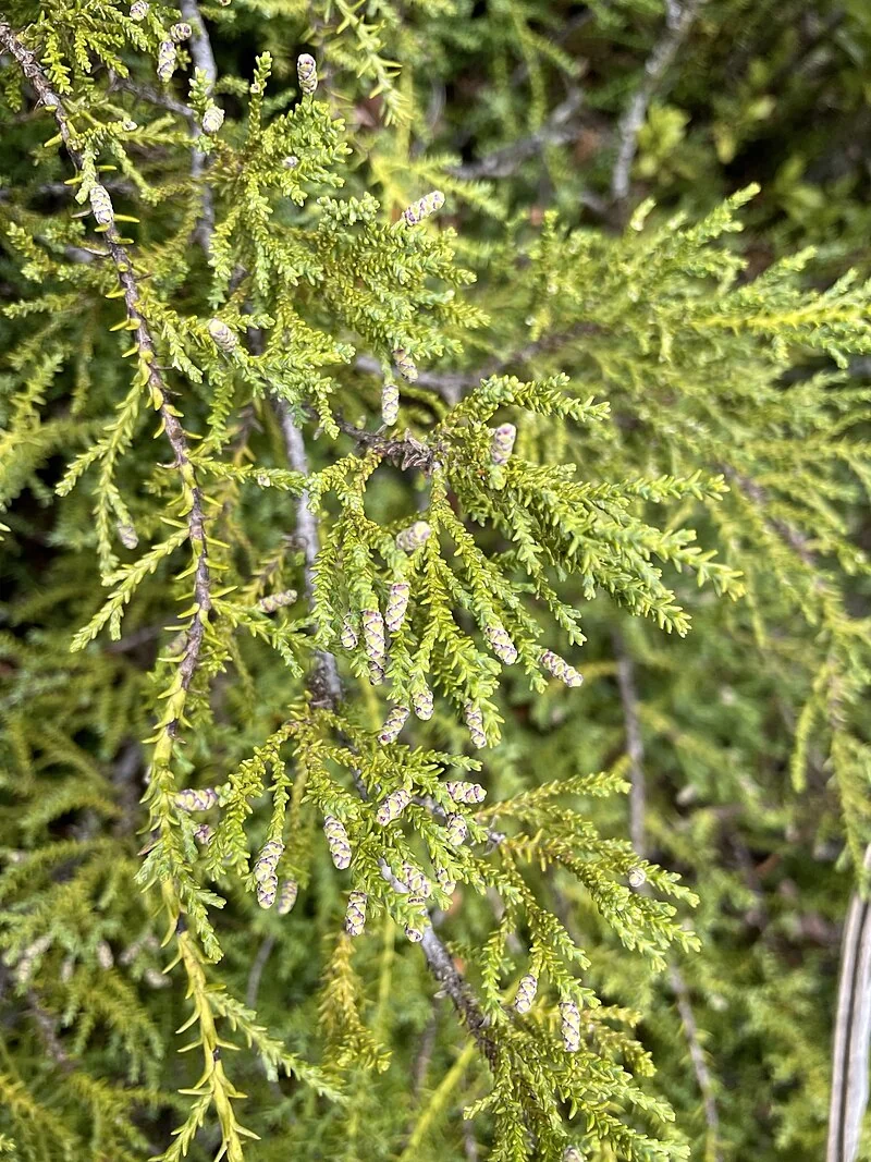 Yellow Silver Pine (Lepidothamnus intermedius) showing its characteristic golden new growth and cord-like branching