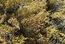 Pygmy Pine (Lepidothamnus laxifolius) showing its low, spreading growth habit and scale-like foliage