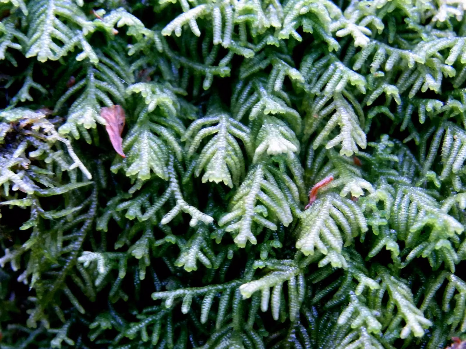 Lepidozia Ulothrix Native Plant (Lepidozia ulothrix)