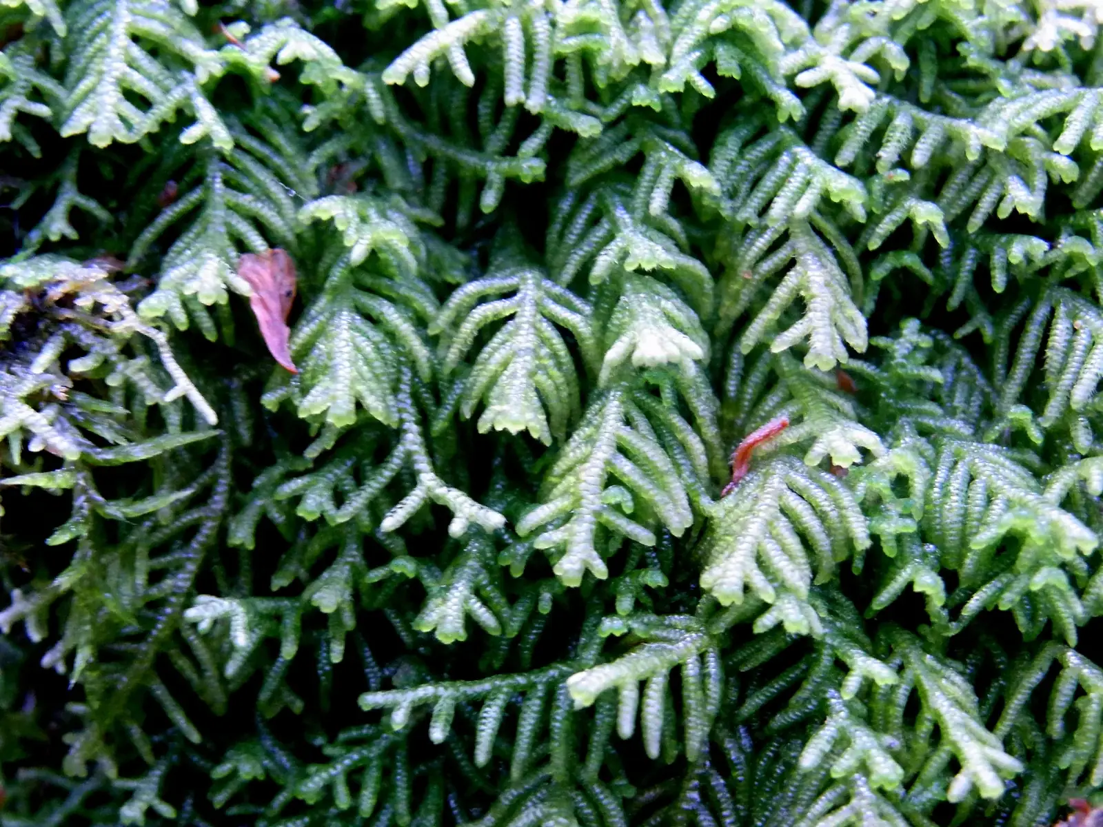 Lepidozia Ulothrix Native Plant (Lepidozia ulothrix)