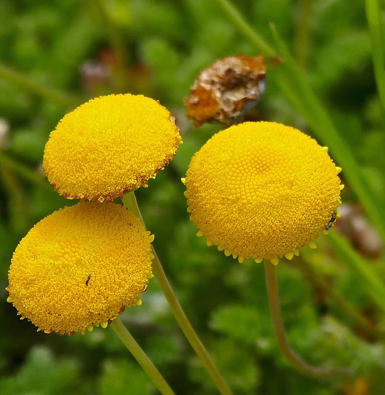 Leptinella albida (Leptinella albida)