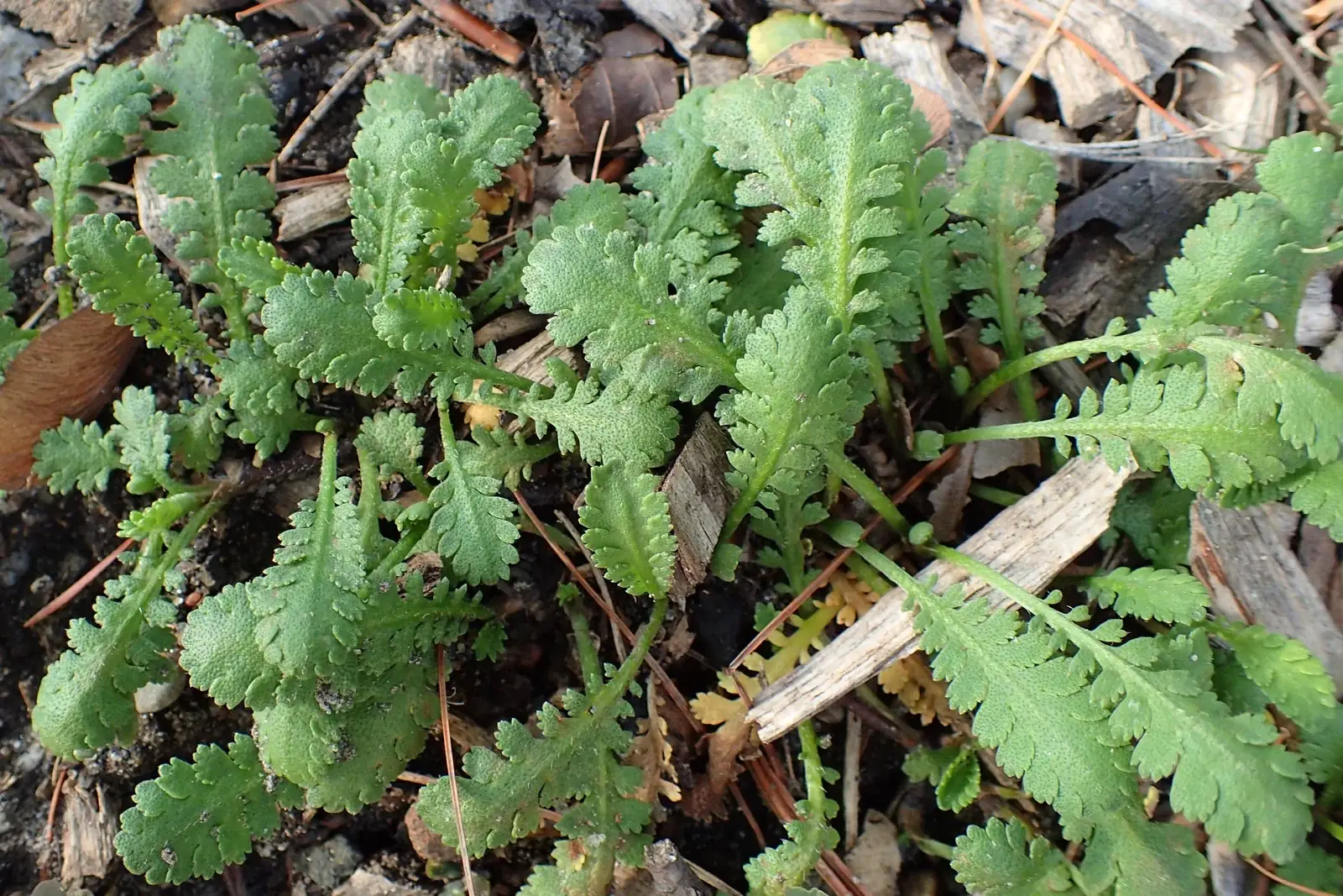 Leptinella Dioica Native Plant (Leptinella dioica)