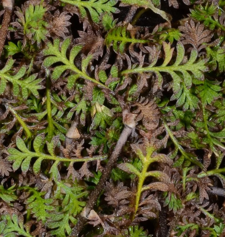 Leptinella Filiformis Native Plant (Leptinella filiformis)