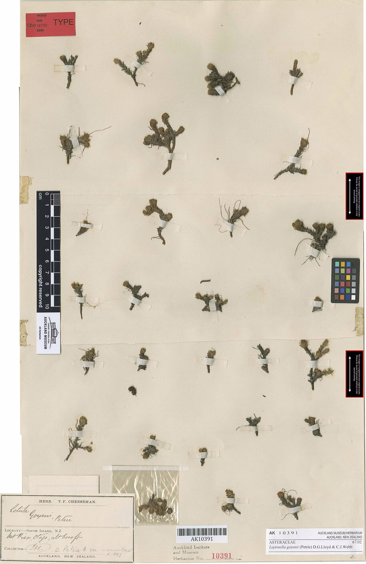 Leptinella goyenii (Leptinella goyenii)