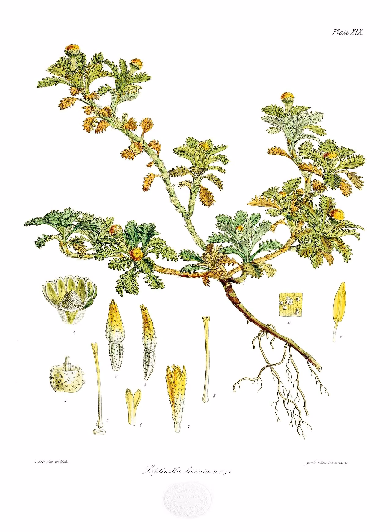Leptinella lanata (Leptinella lanata) hero image