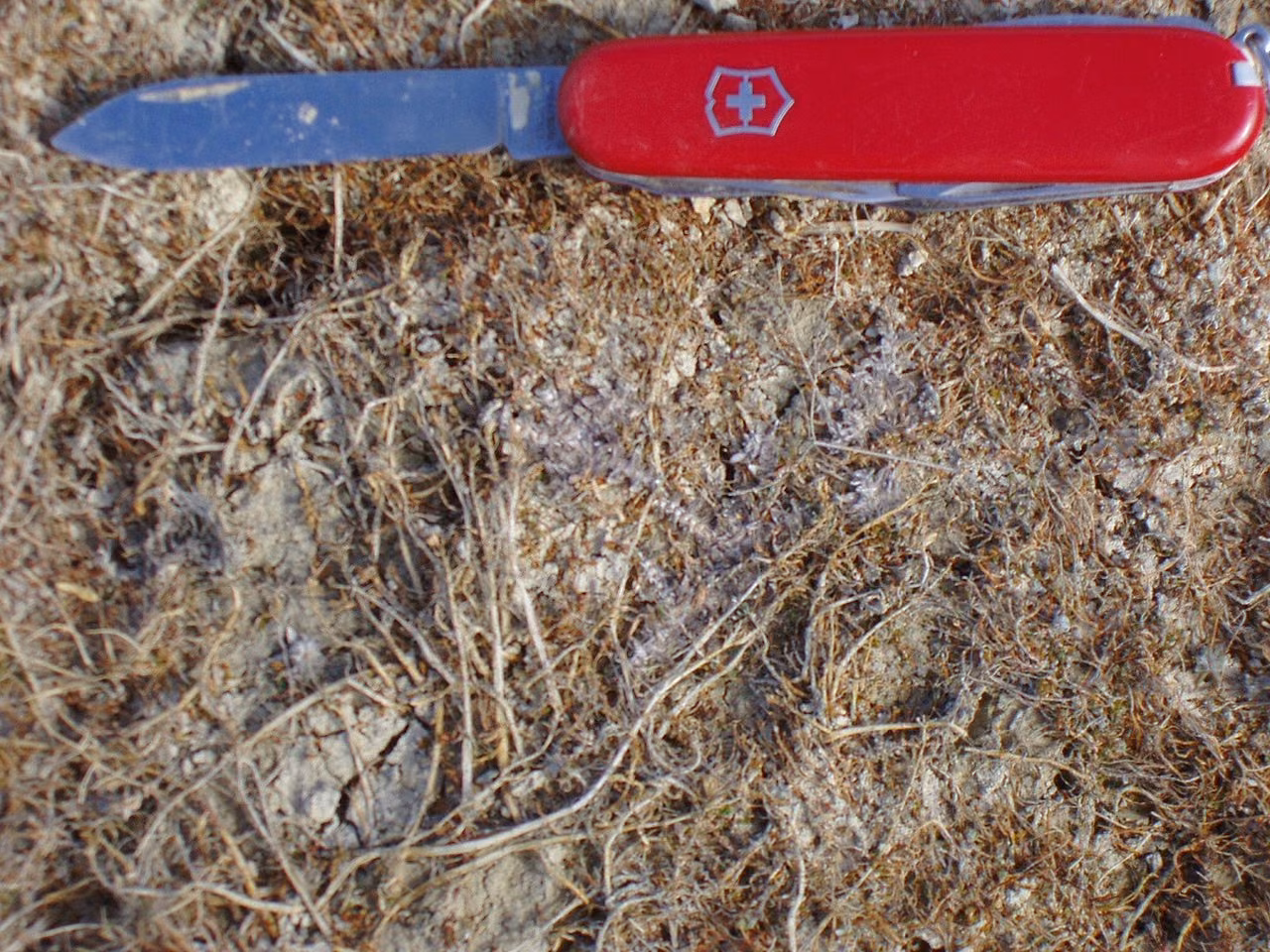 Leptinella maniototo (Leptinella maniototo)