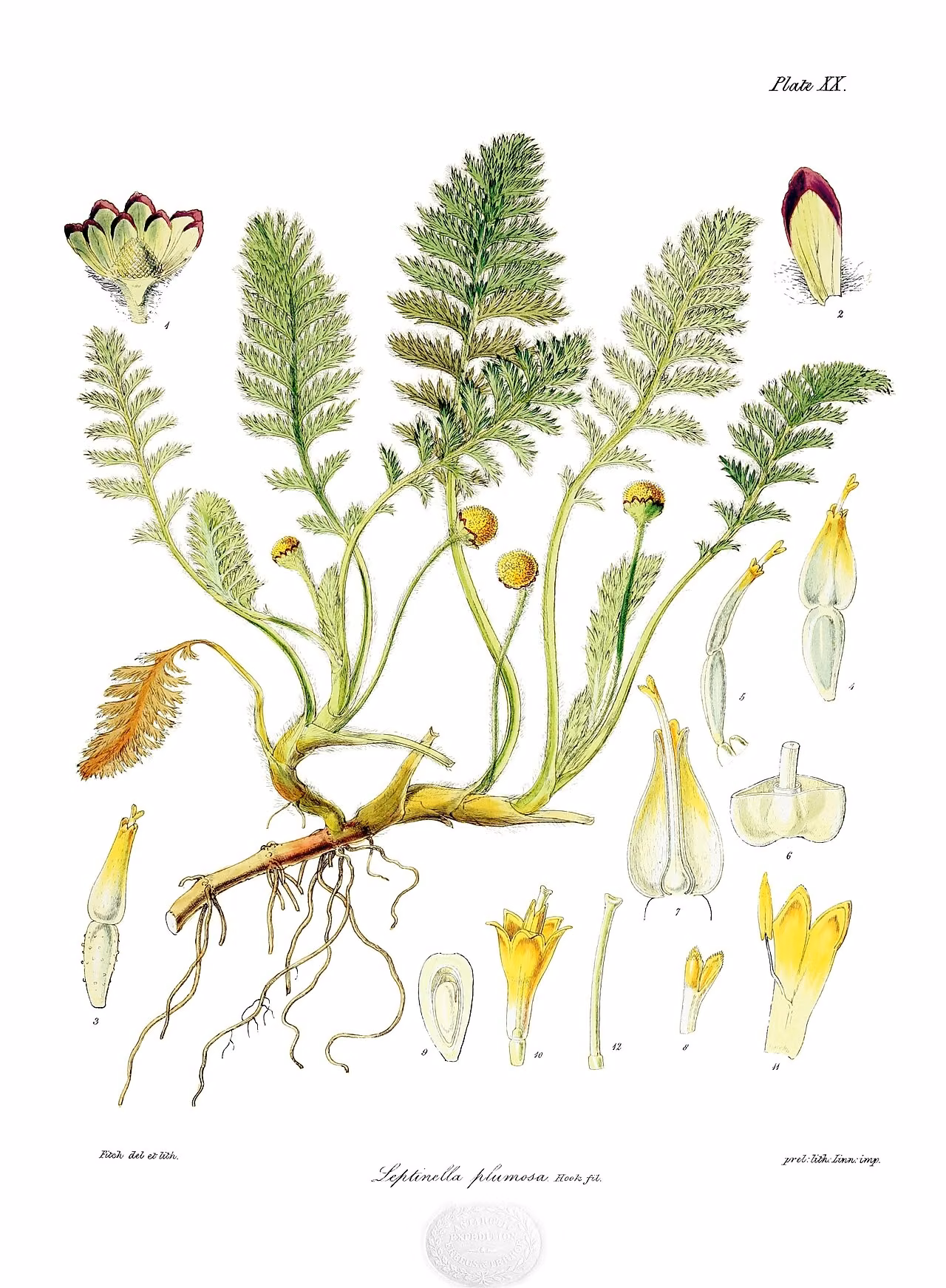 Leptinella plumosa (Leptinella plumosa)