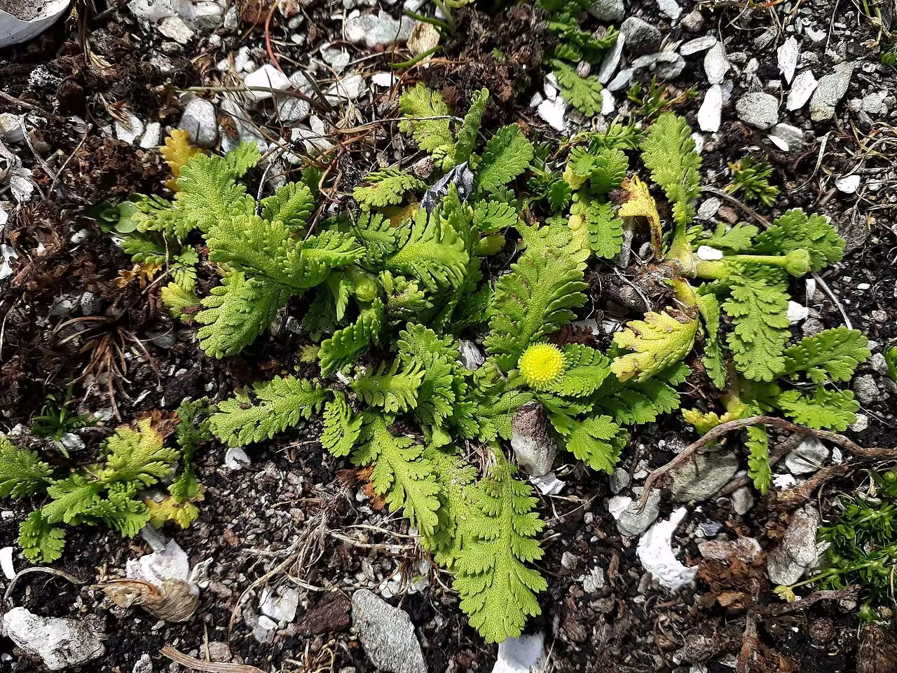 Leptinella potentillina (Leptinella potentillina)