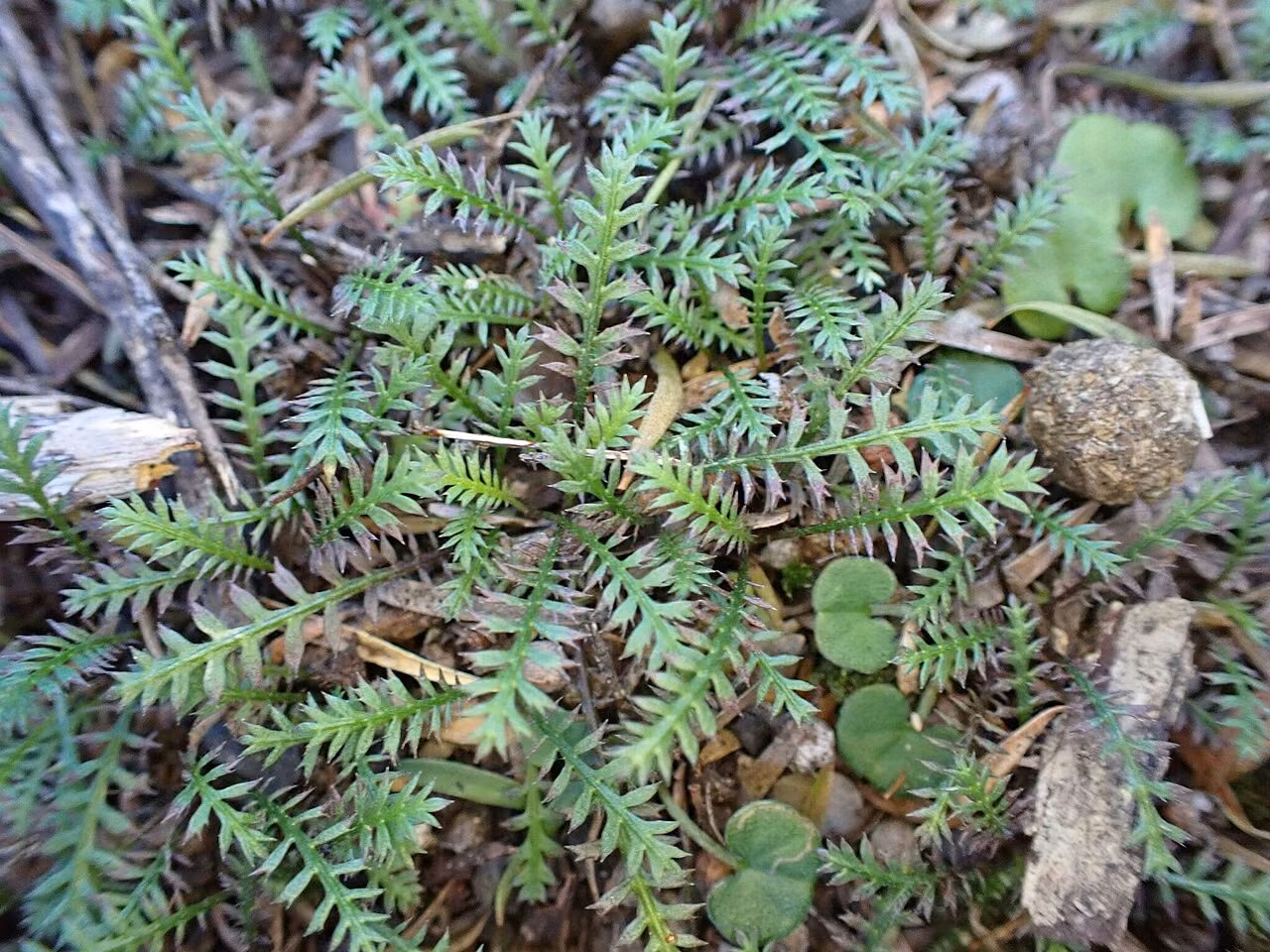 Leptinella pusilla (Leptinella pusilla)