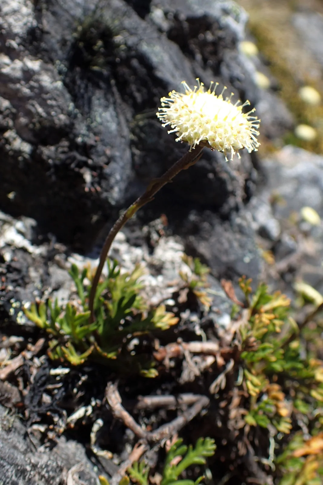Leptinella Pyrethrifolia Native Plant (Leptinella pyrethrifolia)