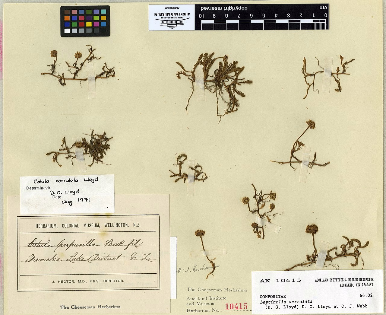Leptinella serrulata (Leptinella serrulata)