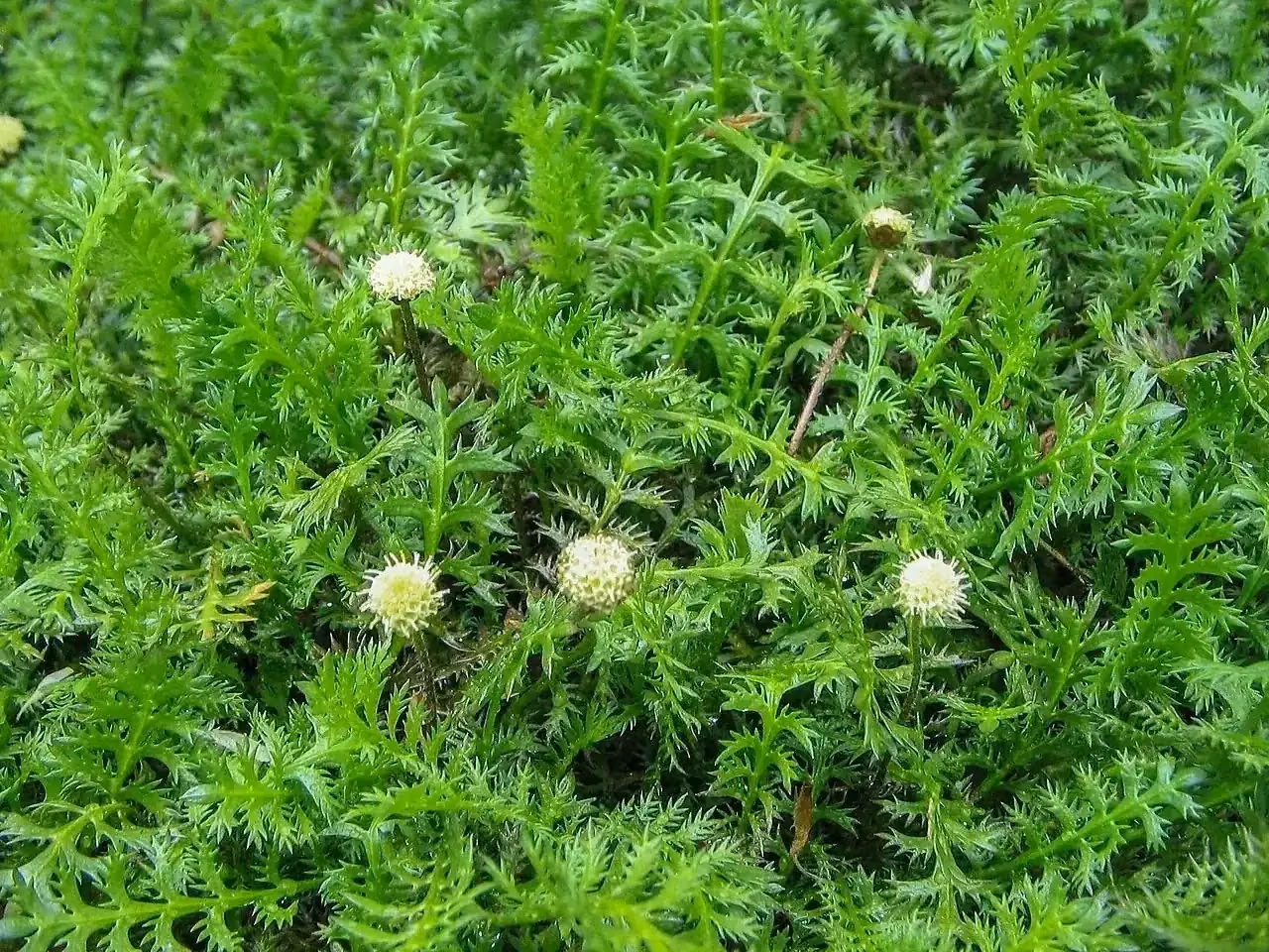 Cotula (Leptinella squalida)