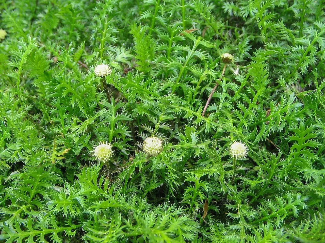 Button Daisy (Leptinella squalida)