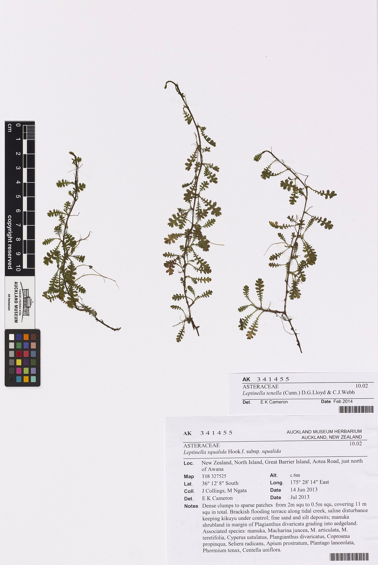 Leptinella tenella (Leptinella tenella) hero image