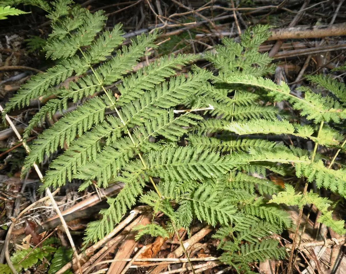 Lace Fern (Leptolepia novae-zelandiae)