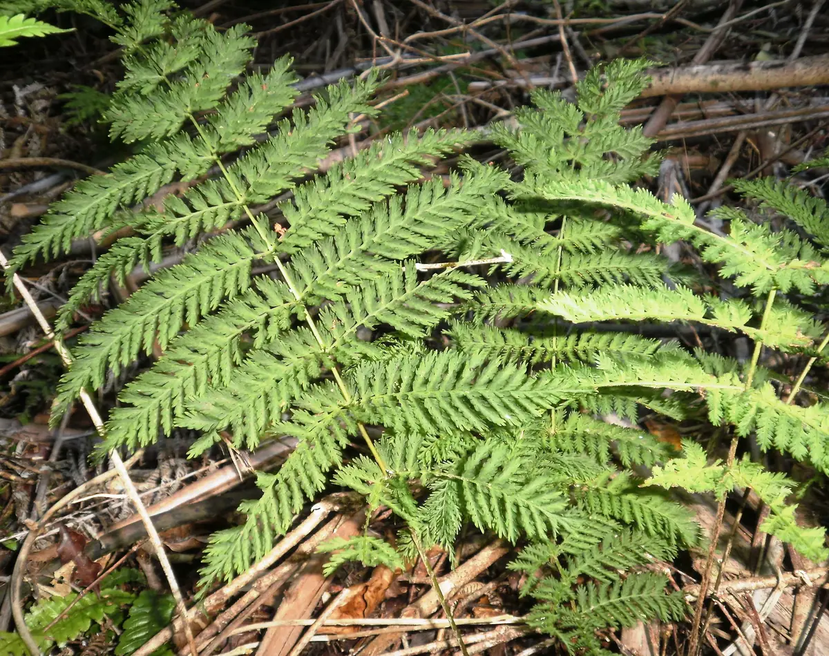 Lace Fern (Leptolepia novae-zelandiae)