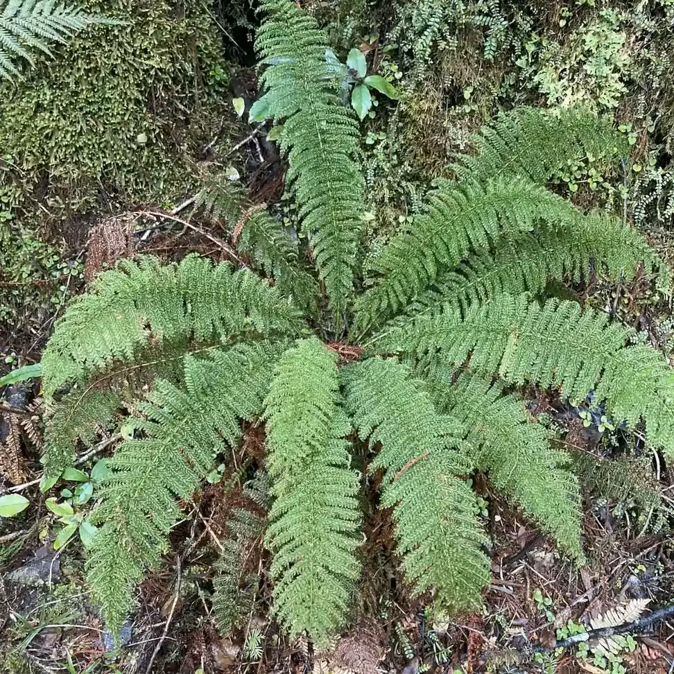 Single Crepe Fern (Leptopteris hymenophylloides) showing delicate translucent triangular crepe-like fronds in damp forest shade