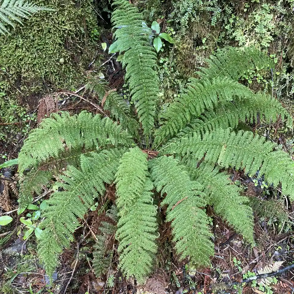 Single Crepe Fern (Leptopteris hymenophylloides)