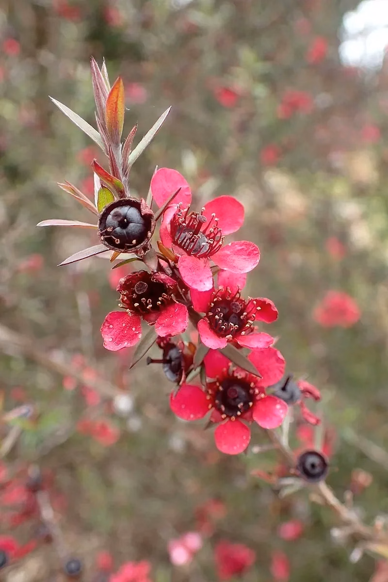 Mānuka (Leptospermum scoparium)