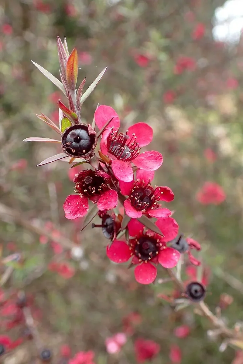 Mānuka (Leptospermum scoparium)