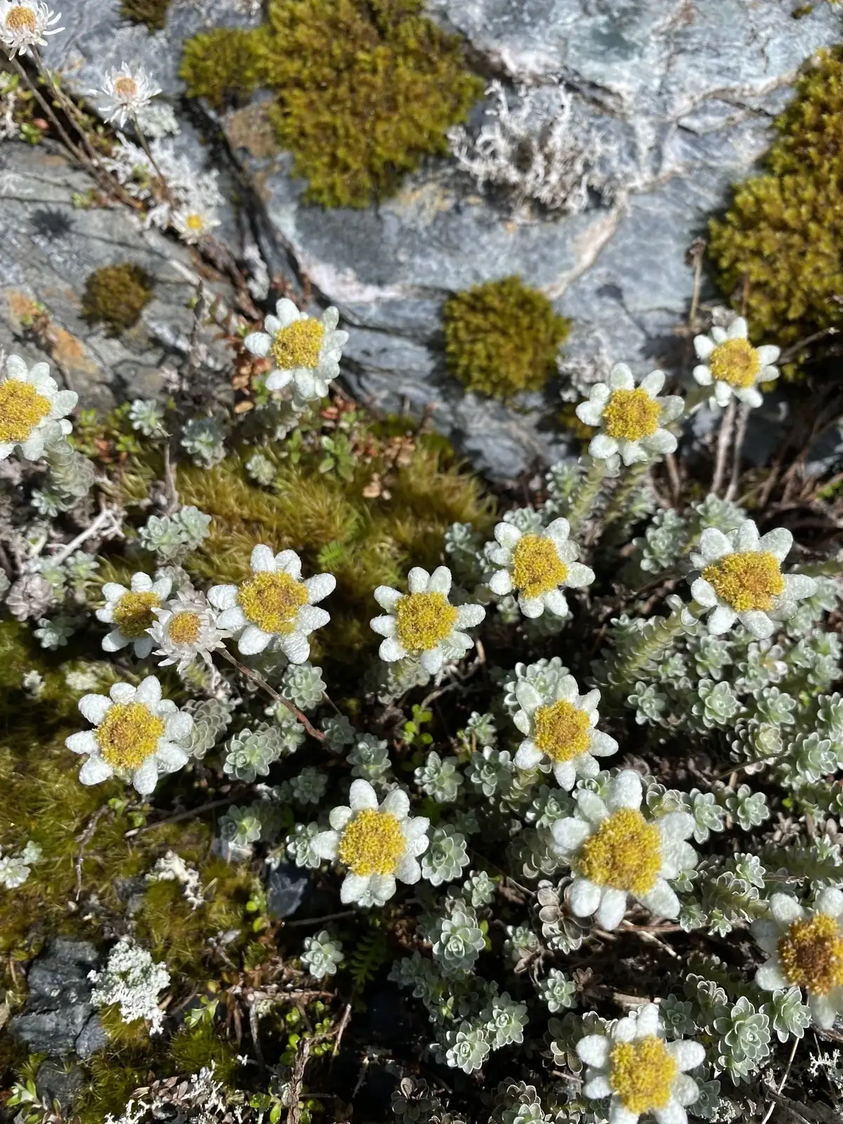 Leucogenes Grandiceps Native Plant (Leucogenes grandiceps)