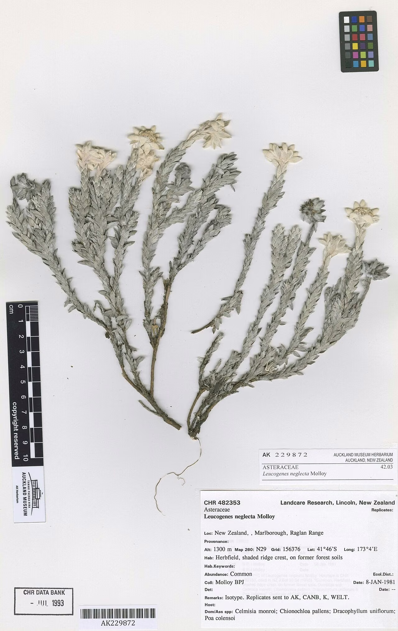 Leucogenes neglecta (Leucogenes neglecta)