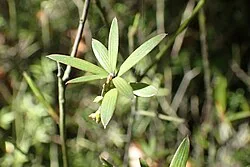 Mingimingi (Leucopogon fasciculatus)