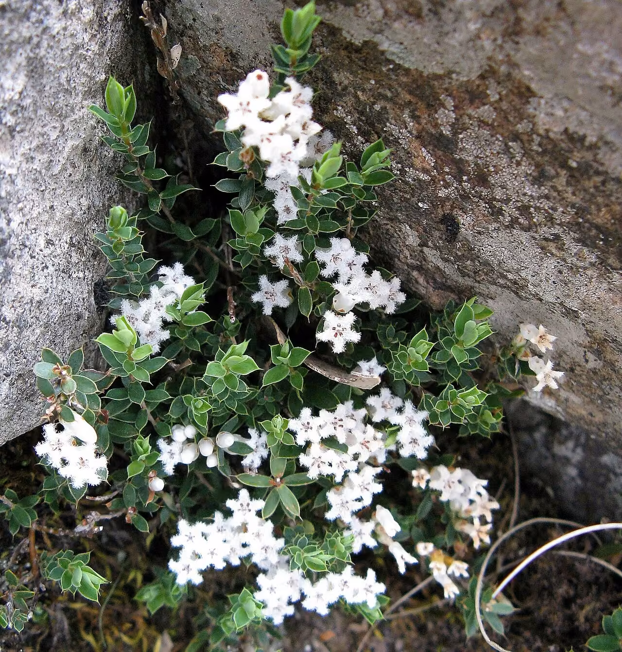 Leucopogon fraseri (Leucopogon fraseri)