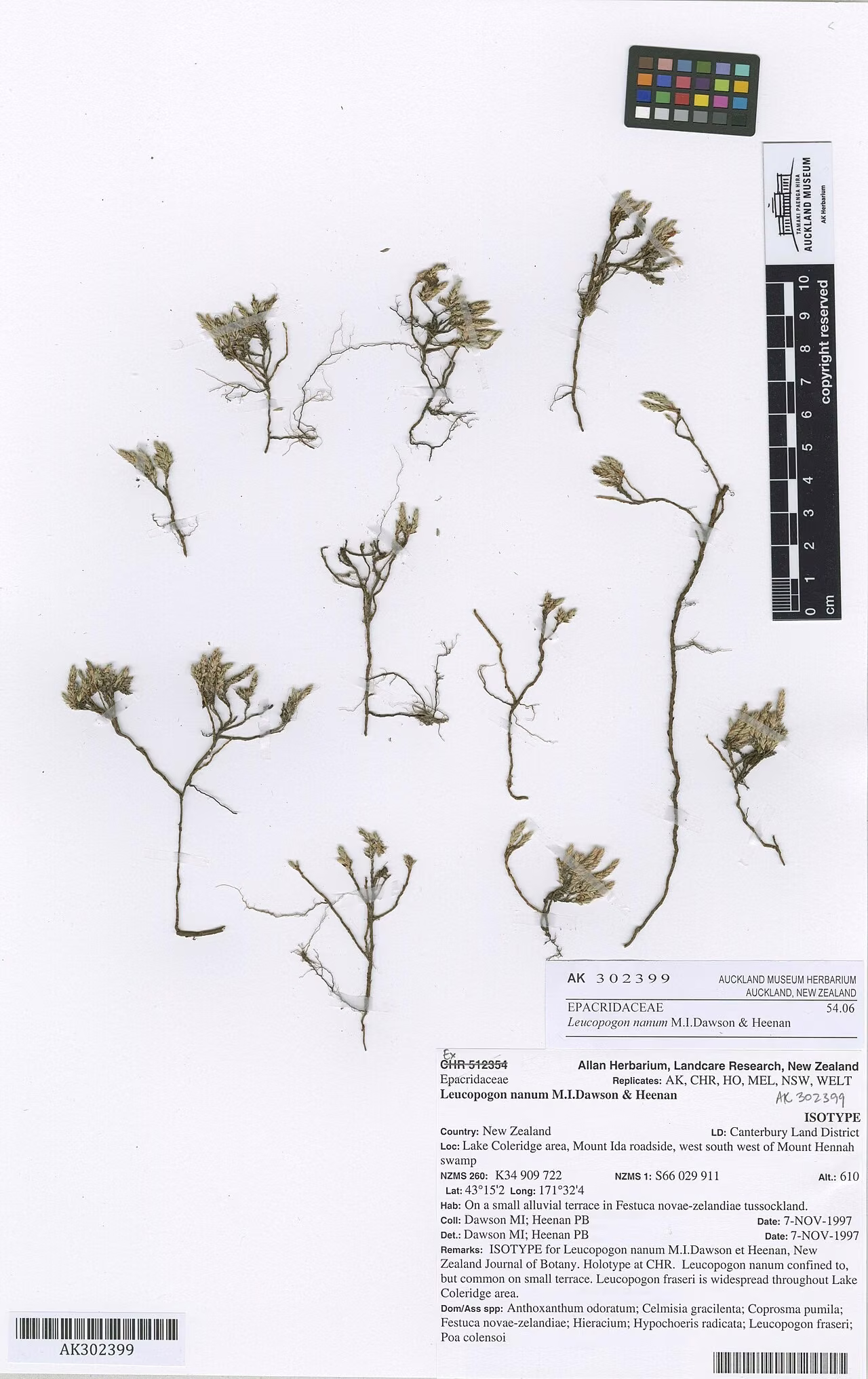 Leucopogon nanum (Leucopogon nanum)