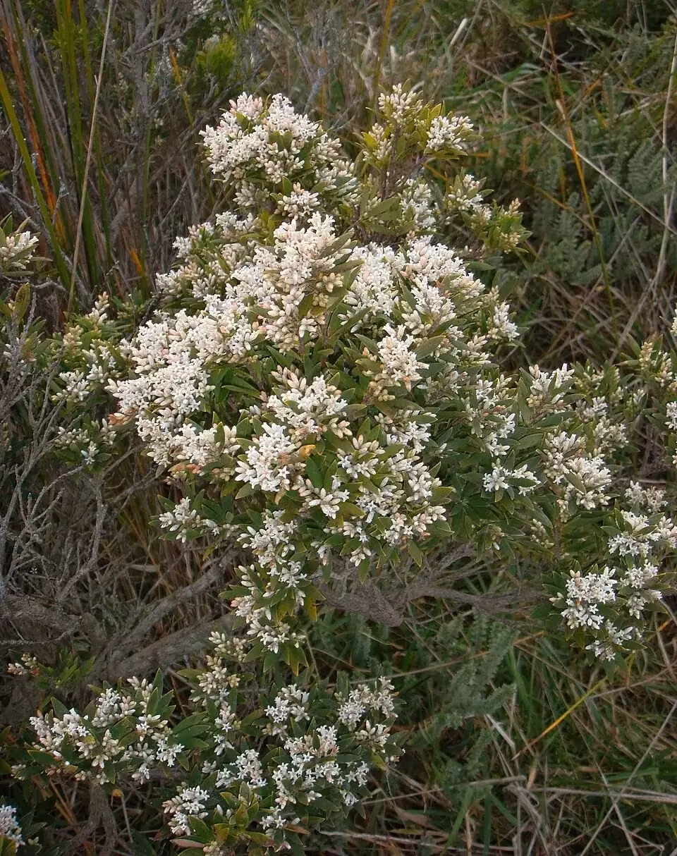 Parviflorus Leucopogon