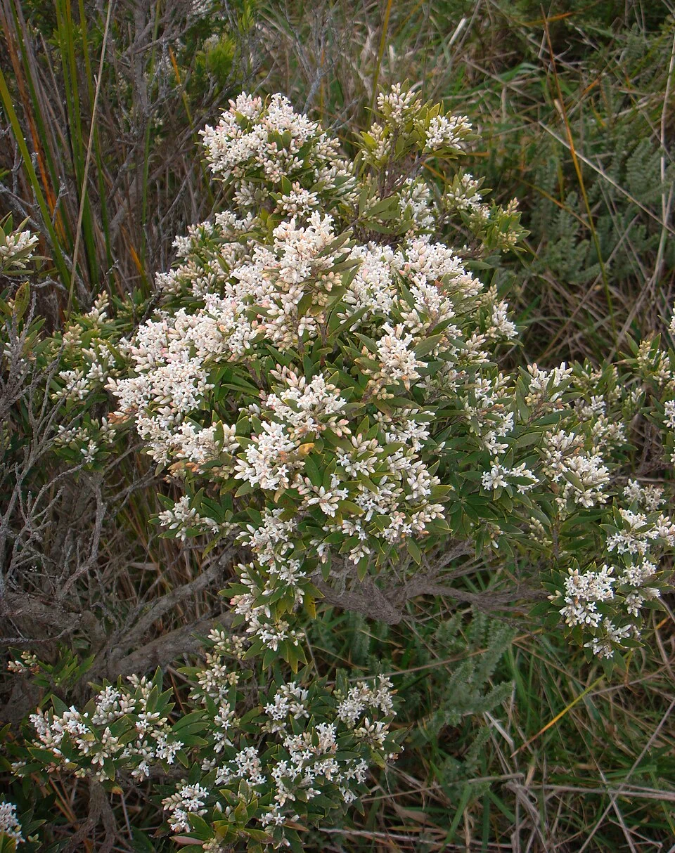 Coast Beard-Heath (Leucopogon parviflorus)