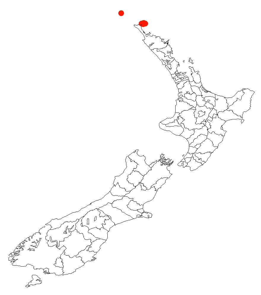 Leucopogon xerampelinus (Leucopogon xerampelinus)