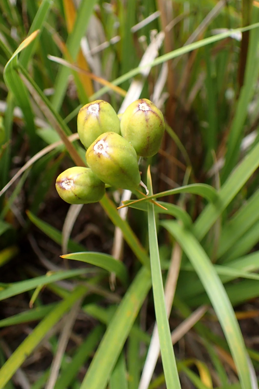 Libertia Cranwelliae Native Plant (Libertia cranwelliae)