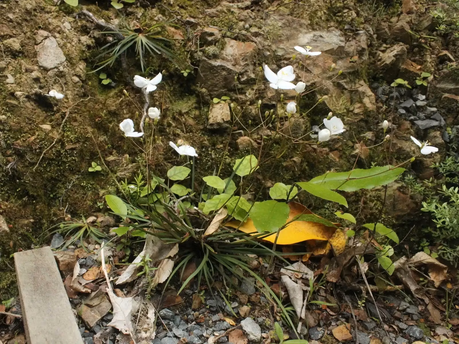 Libertia Edgariae Native Plant (Libertia edgariae)