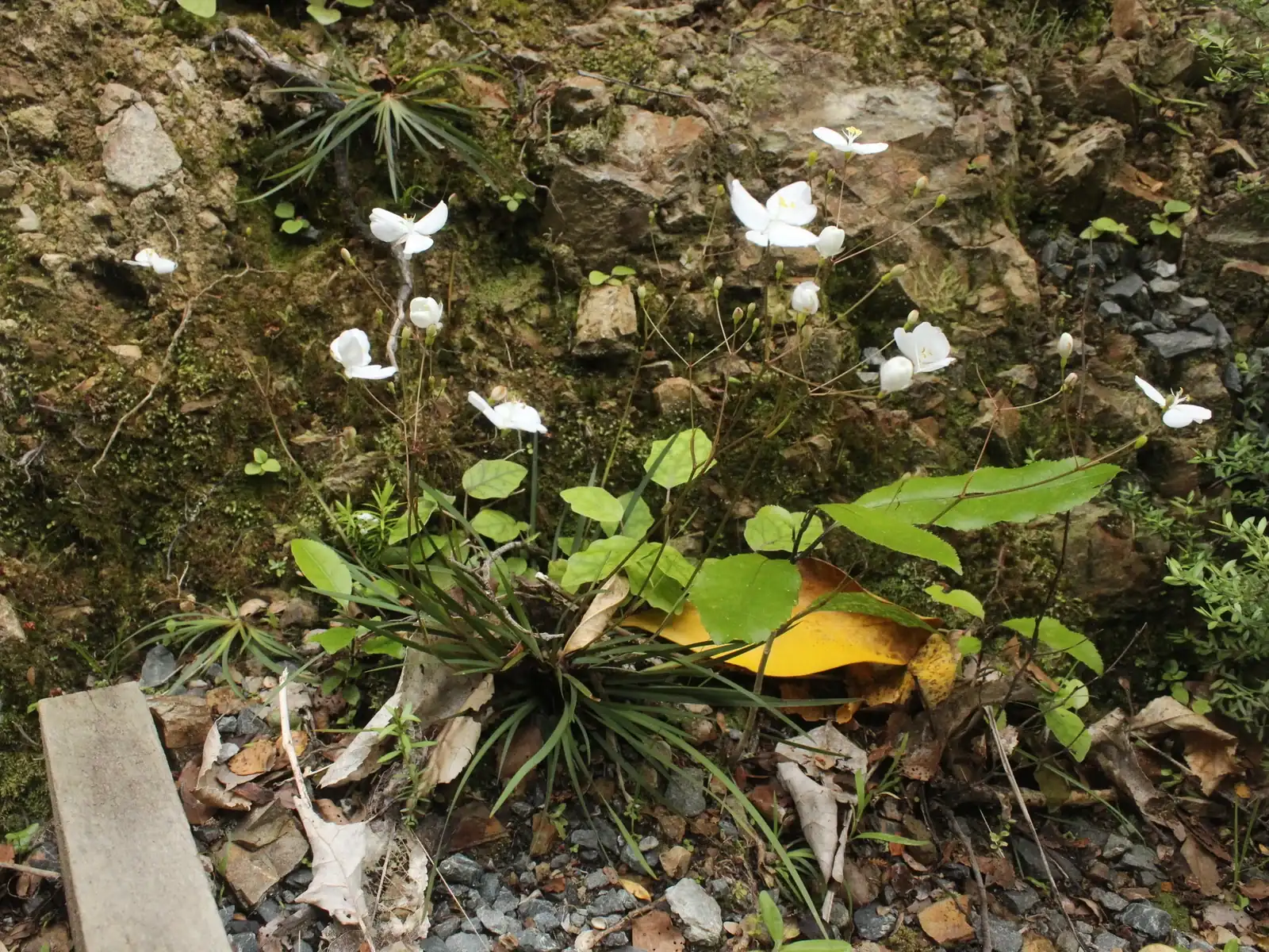 Libertia Edgariae Native Plant (Libertia edgariae)